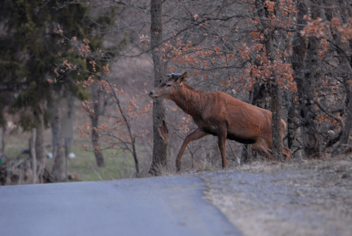 PASSIONE PER IL CERVO